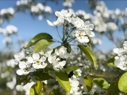 В Кировском округе расцвели фруктовые сады.