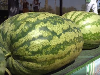 Приоритеты развития сельского хозяйства в Ставропольском крае