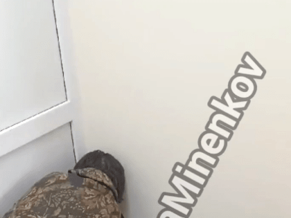 Спасатели в Невинномысске пришли на помощь котенку