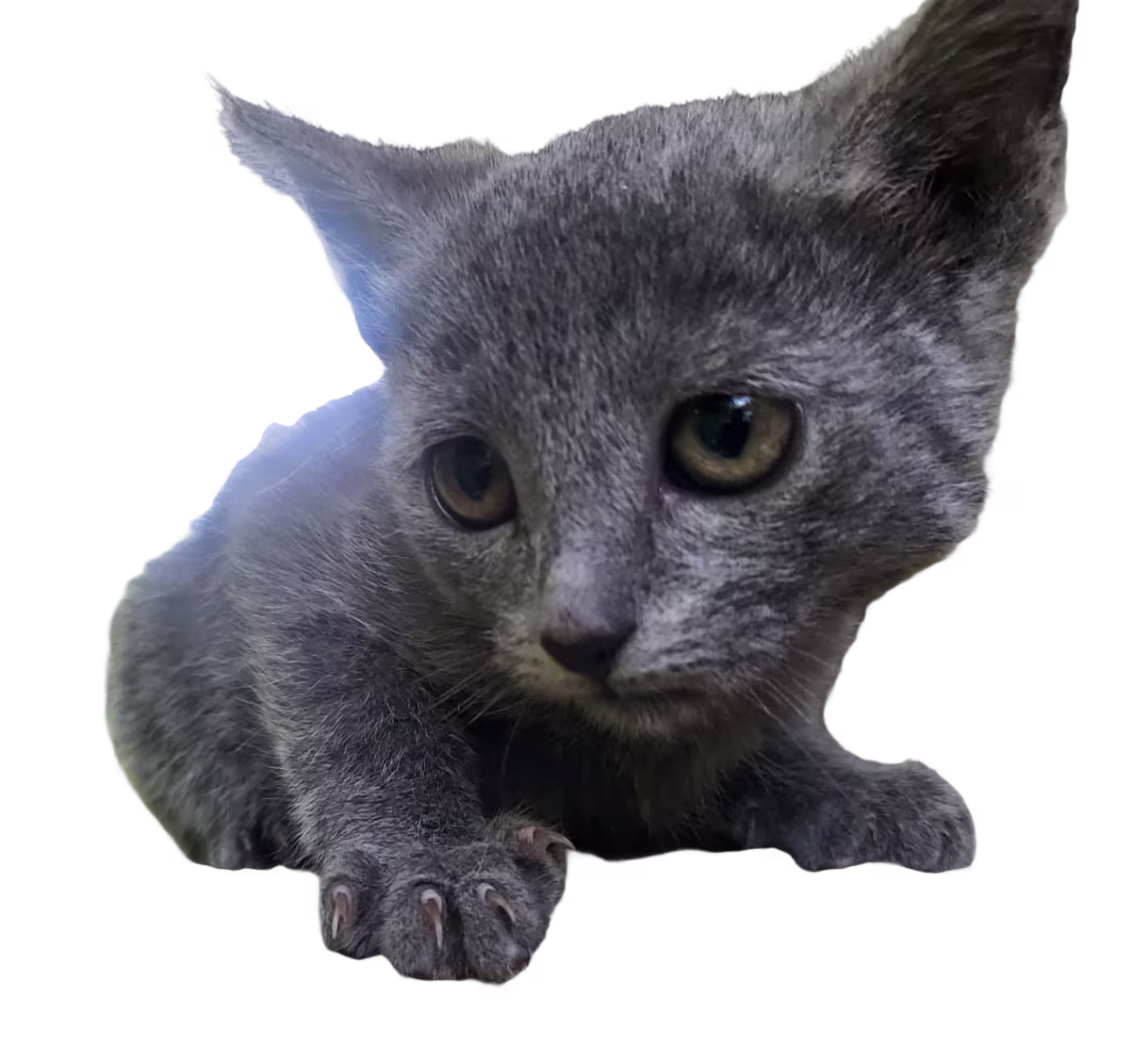 Azul Ruso