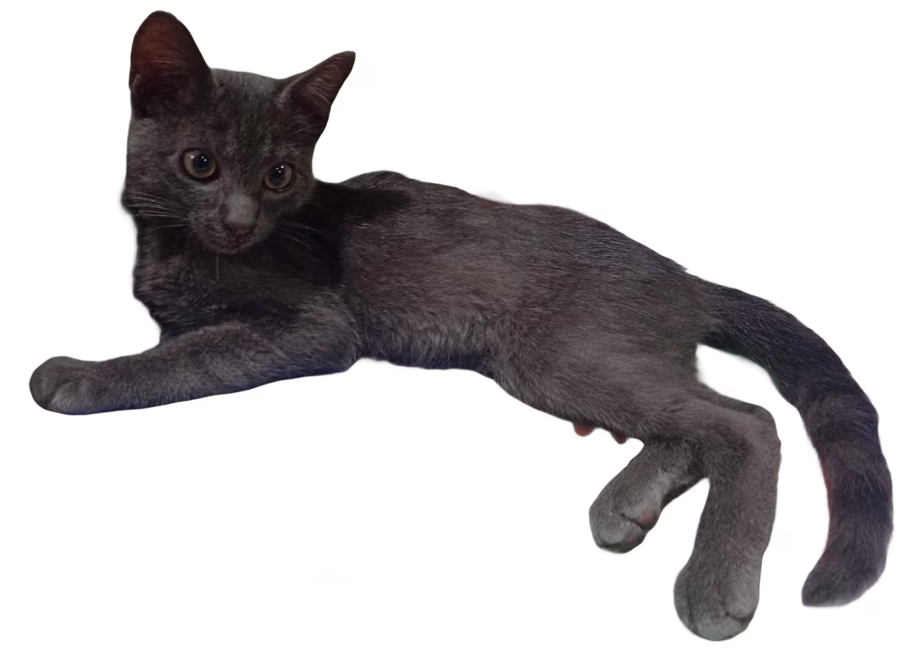 Azul Ruso
