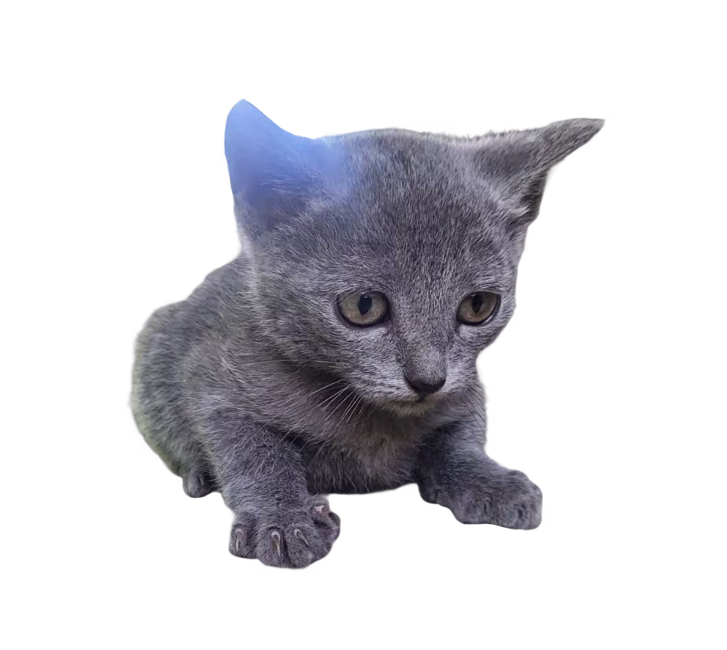 Azul Ruso