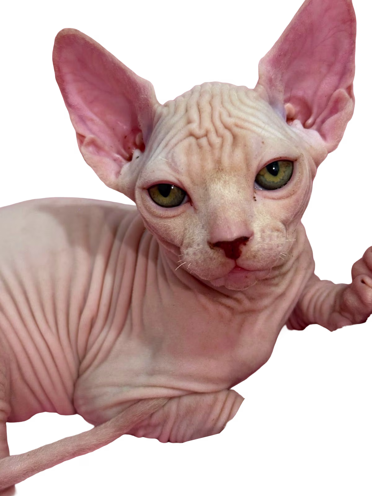Esfinge