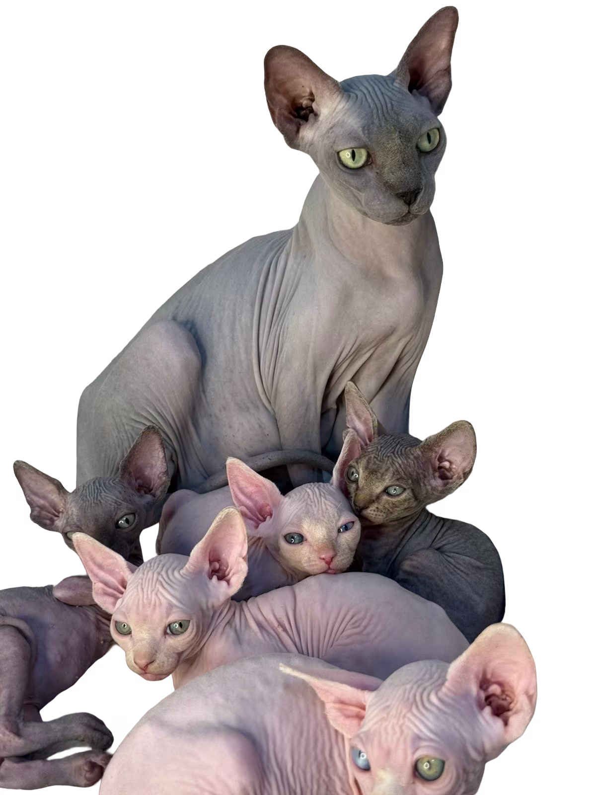 Esfinge