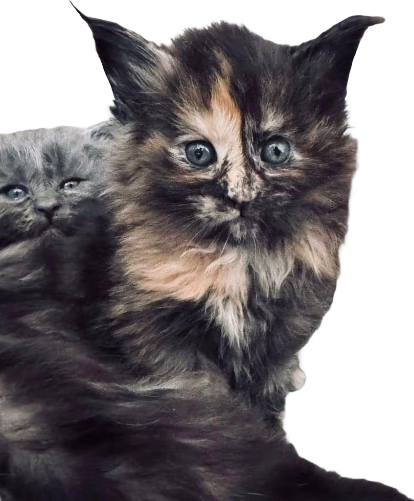 Maine Coon