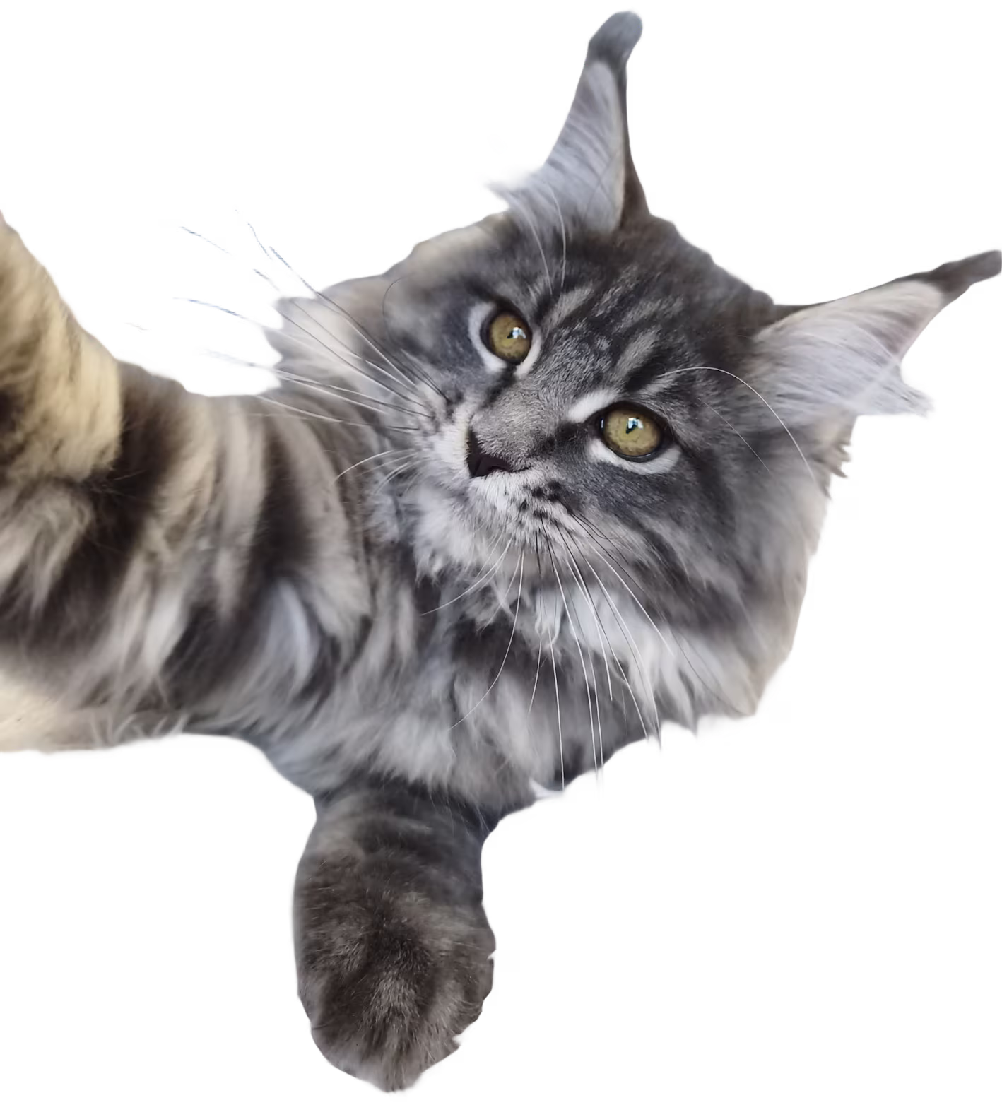Maine Coon