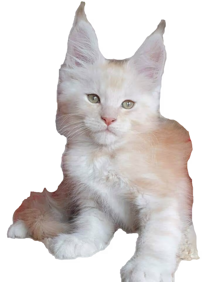 Maine Coon