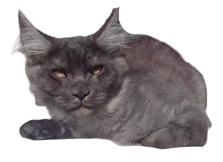 Maine Coon