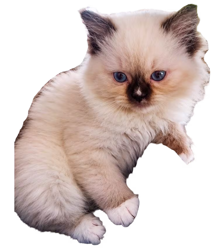 Ragdoll