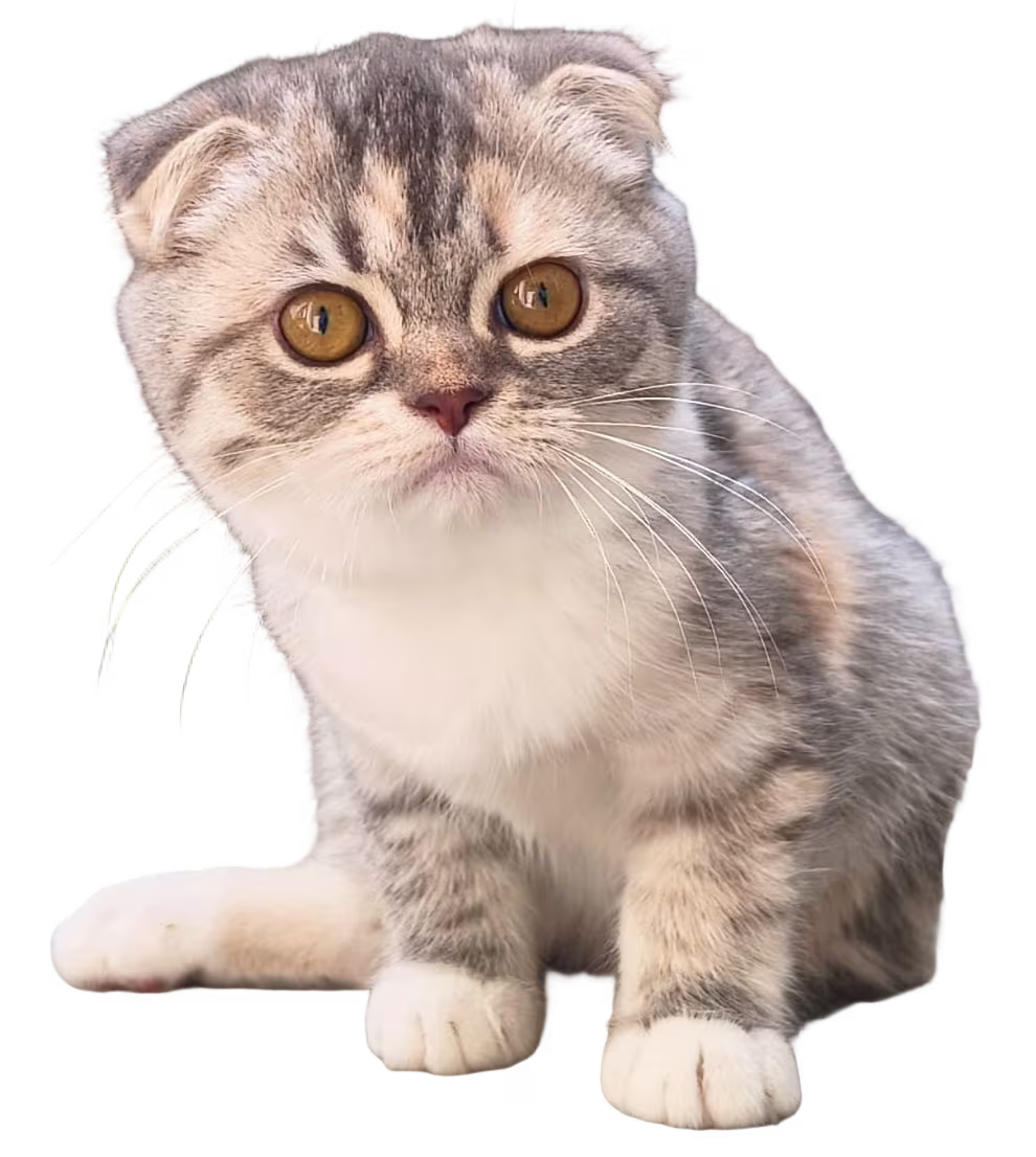 Scottish Fold