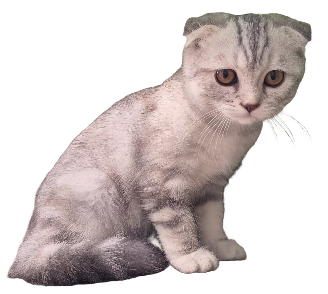Scottish Fold
