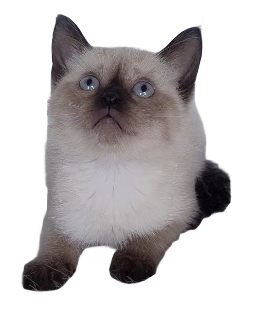 Siamés