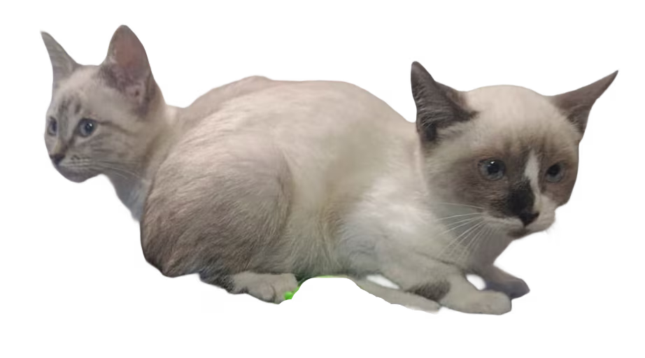 Siamés
