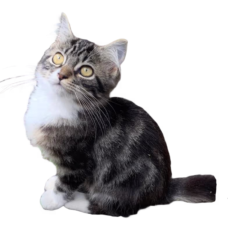 Siberiano