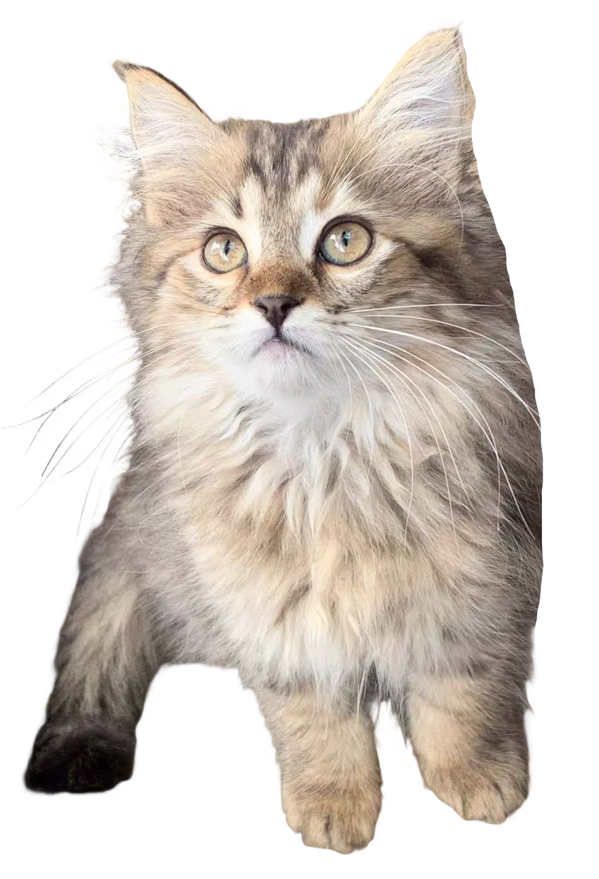 Siberiano