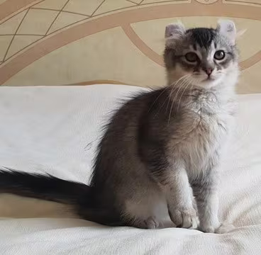 American Curl