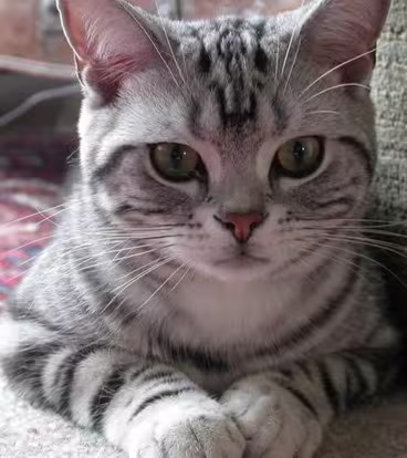 American Wirehair