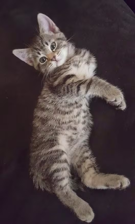 American Wirehair