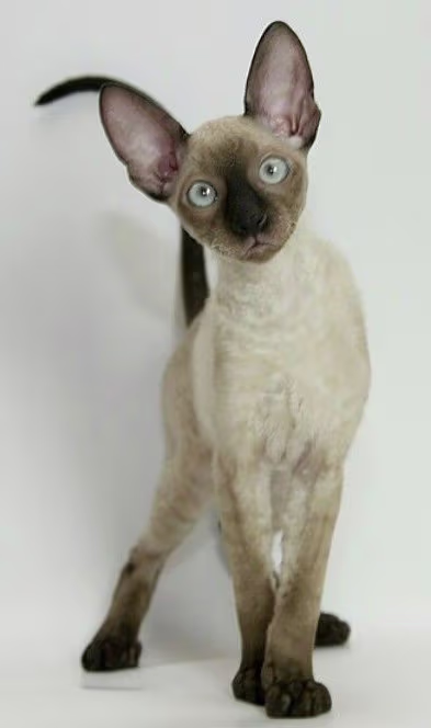 Cornish Rex