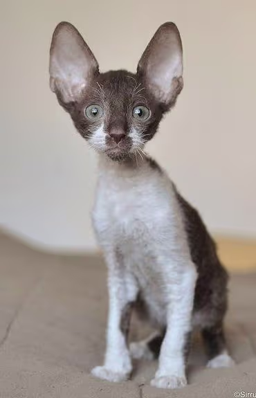 Cornish Rex