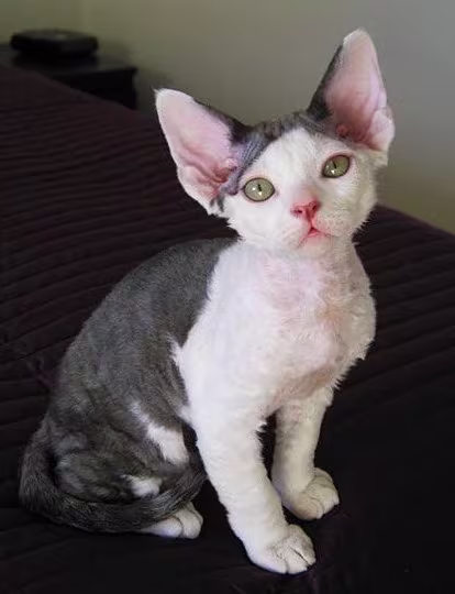 Cornish Rex