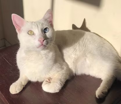 Khao Manee