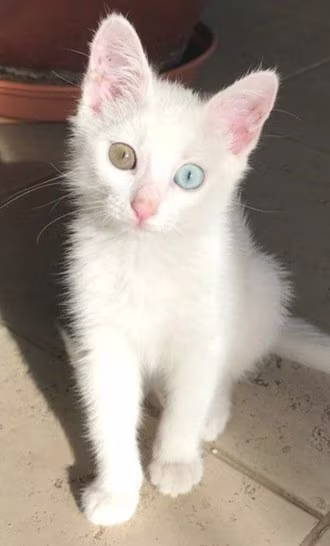 Khao Manee