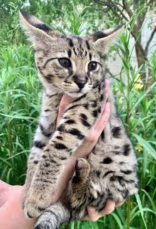 Savannah