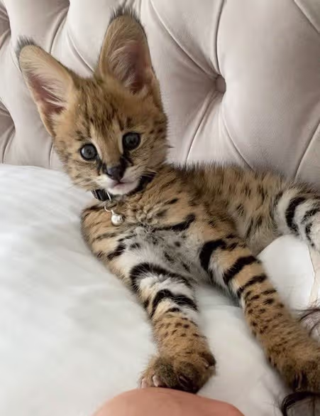 Savannah
