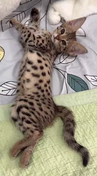 Savannah