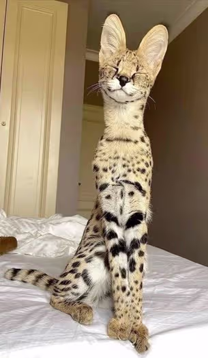 Savannah