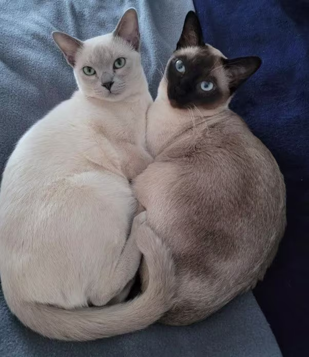 Tonkinés