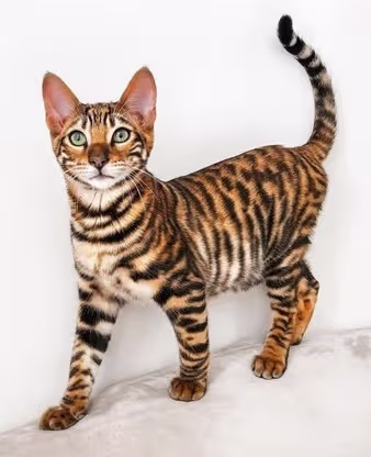 Toyger