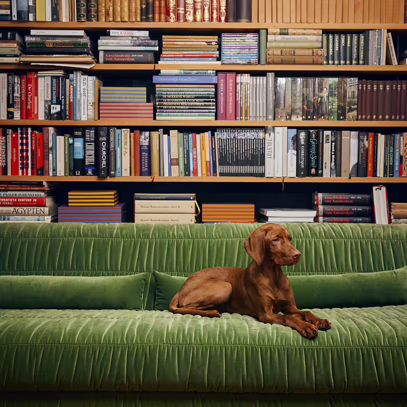 Couch - canapé en velours royal velvet vert 274 cm club