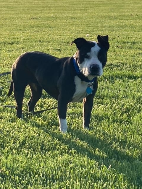 Rufus, available for adoption