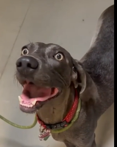 Winnie, a dog at AZ Weimaraner Rescue — 2 years old, Large