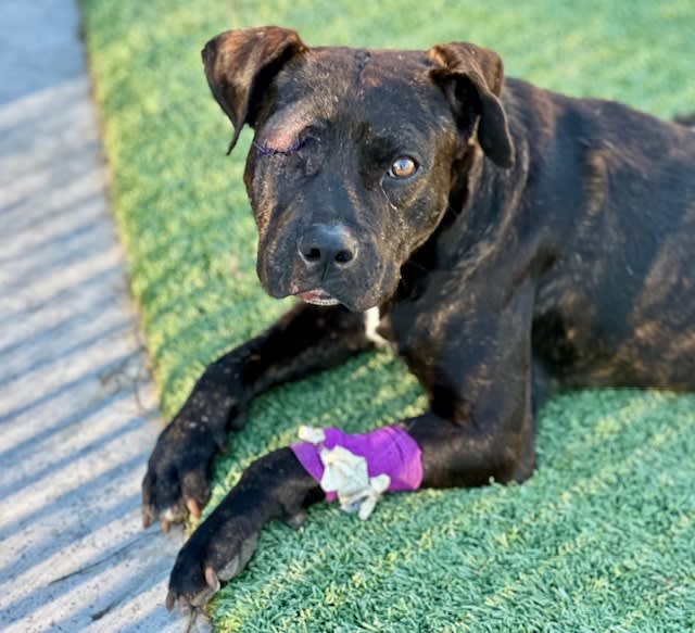 Julius, a dog at Pima Animal Care Center in Tucson, AZ — 3 years, 44 lbs