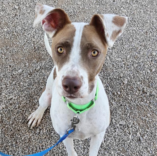 Georgia, a dog at Pima Animal Care Center in Tucson, AZ — 2 years, 1 month, 51 lbs
