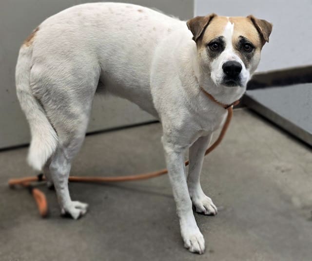 Lily, a dog at Pima Animal Care Center in Tucson, AZ — 5 years, 82 lbs