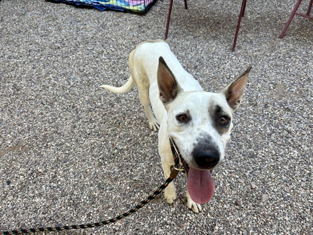 Zena, a dog at Pima Animal Care Center in Tucson, AZ — 1 year, 1 month, 38 lbs