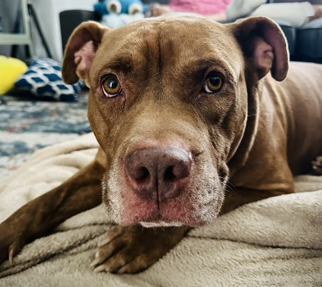 Cider, a dog at Pima Animal Care Center in Tucson, AZ — 4 years, 83 lbs