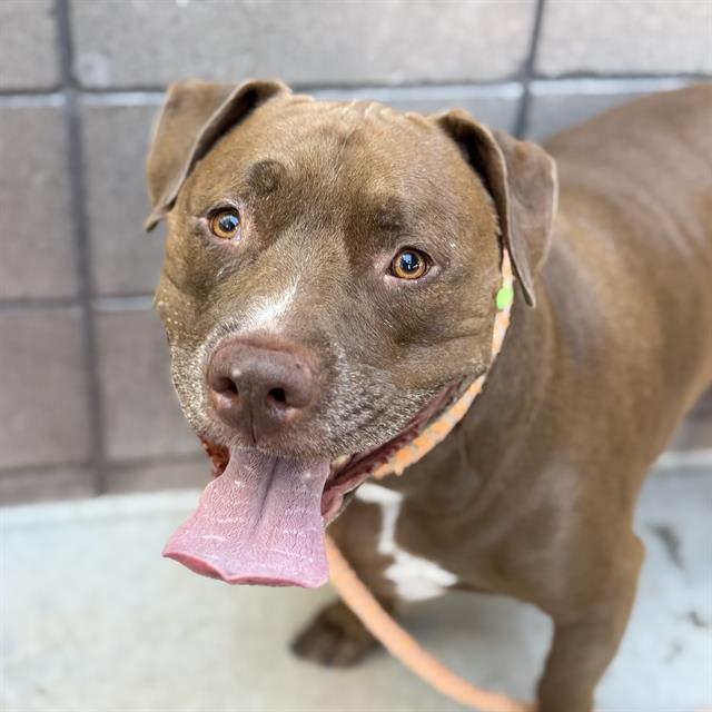 Mr Brown, a dog at Pima Animal Care Center in Tucson, AZ — 4 years, 89 lbs