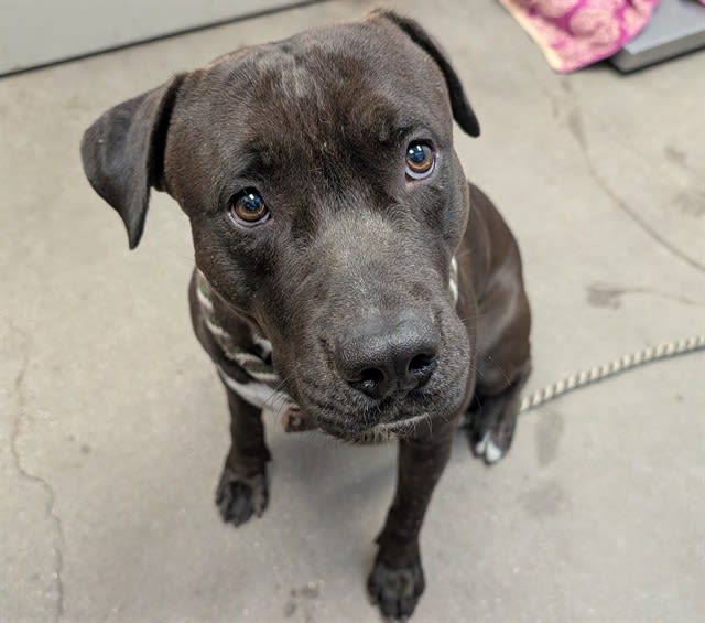 Caine, a dog at Pima Animal Care Center in Tucson, AZ — 1 year, 8 months, 60 lbs