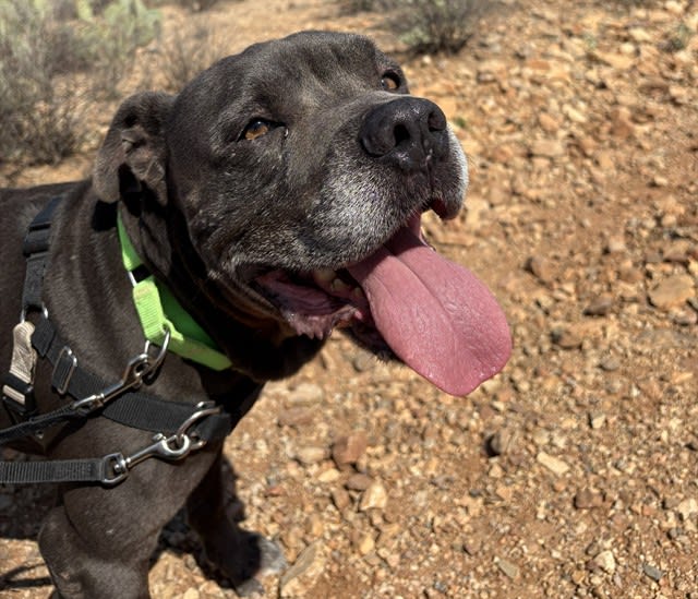 Mater, a dog at Pima Animal Care Center in Tucson, AZ — 7 years, 67 lbs