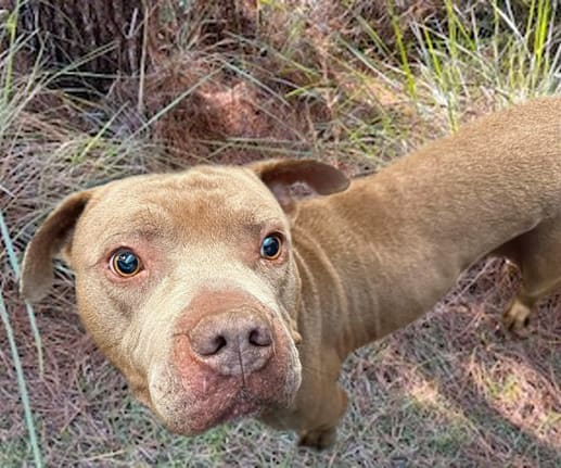 Bosephus, a dog at Pima Animal Care Center in Tucson, AZ — 4 years, 67 lbs