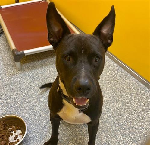 Baby Dog (Hunter), a dog at Pima Animal Care Center in Tucson, AZ — 5 years, 65 lbs