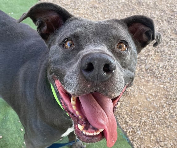 Beah, a dog at Pima Animal Care Center in Tucson, AZ — 9 years, 53 lbs