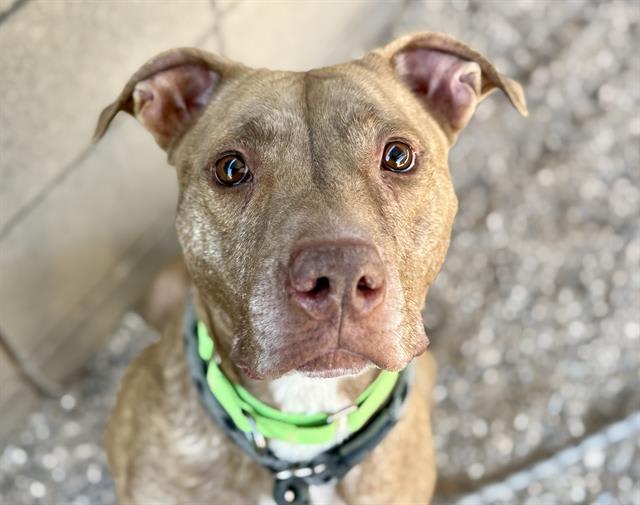 Lana, a dog at Pima Animal Care Center in Tucson, AZ — 2 years, 1 month, 65 lbs