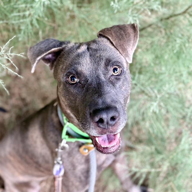 Oso, a dog at Pima Animal Care Center in Tucson, AZ — 2 years, 4 months, 54 lbs