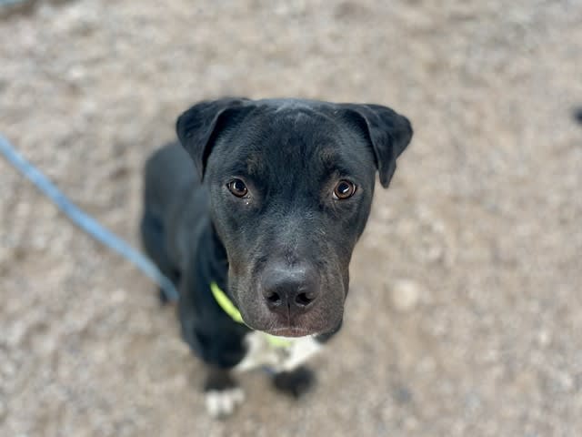 Thelma, a dog at Pima Animal Care Center in Tucson, AZ — 8 months, 46 lbs
